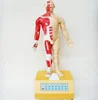 HML-BD-271 he fourteen meridian acupuncture model