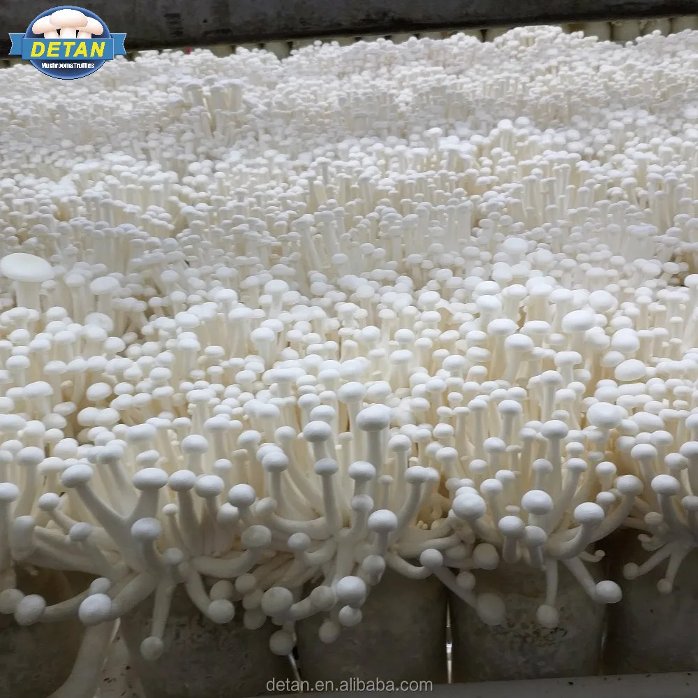 
Detan Haixian Spawn/Logs Mushroom Seeds 