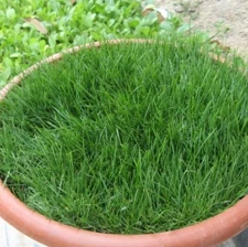 
Wholesale Grass seed for Golf Course Lawn High quality Bermudagrass seeds 