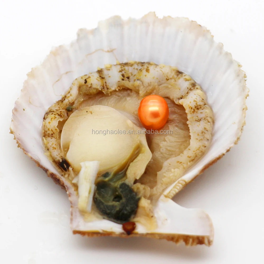 

Free Shipping Oyster Akoya Red Shell Salt Water Oyster Oval Pearl Oyster Shell with AAA 6-8mm 21 Color Wholesale