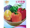 3g/bag NON-GMO rainbow colorful sweet pepper seeds