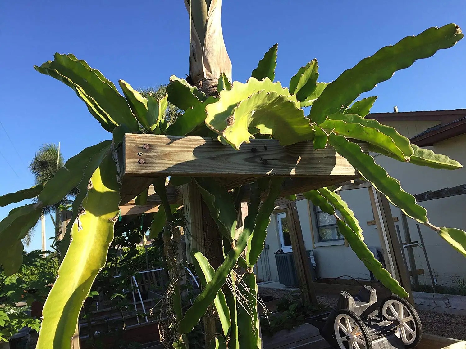 Cheap Black Dragon Fruit, find Black Dragon Fruit deals on line at