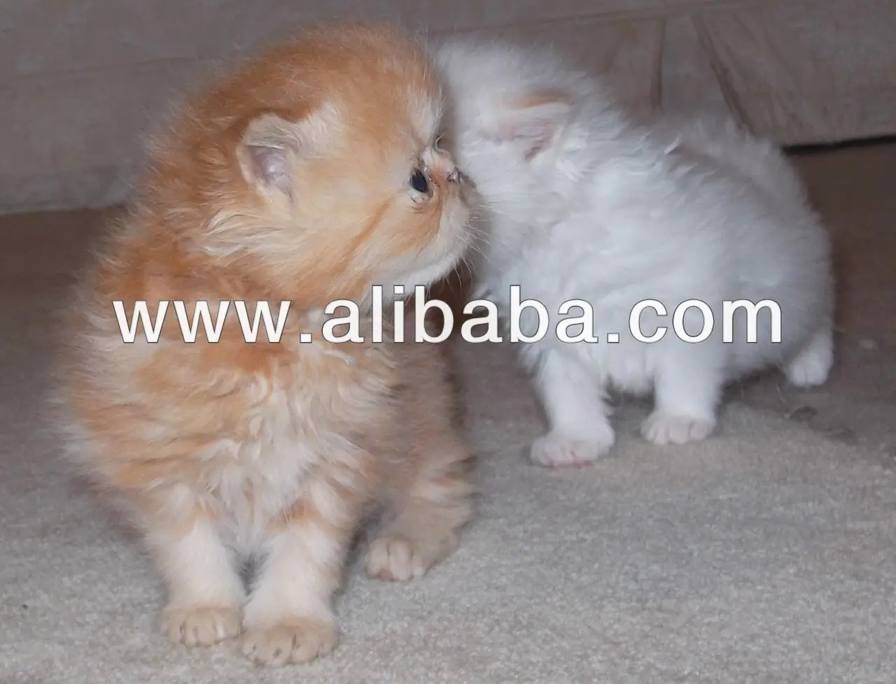 Top Show Quality Persian Exotic Kittens Buy Persian Exotic