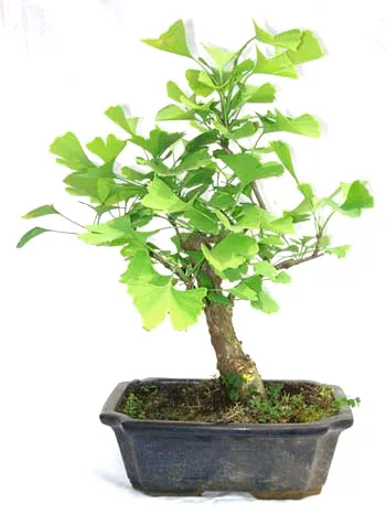 
15cm 20cm 30cm Living Bonsai Podocarpus Acer Ginkgo Ilex 