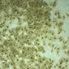 current year pao tong royal empress tree paulownia elongata seeds and roots for planting