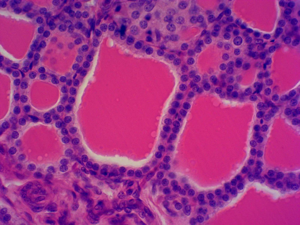 Cerebellum Of Rabbit Sec.(silver Staining) Mammal Histology Slides ...