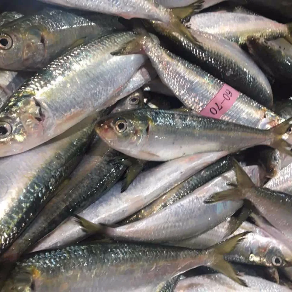 Price Of Fresh Frozen Sardine Fish Scientific Name Sardinella Loniceps ...