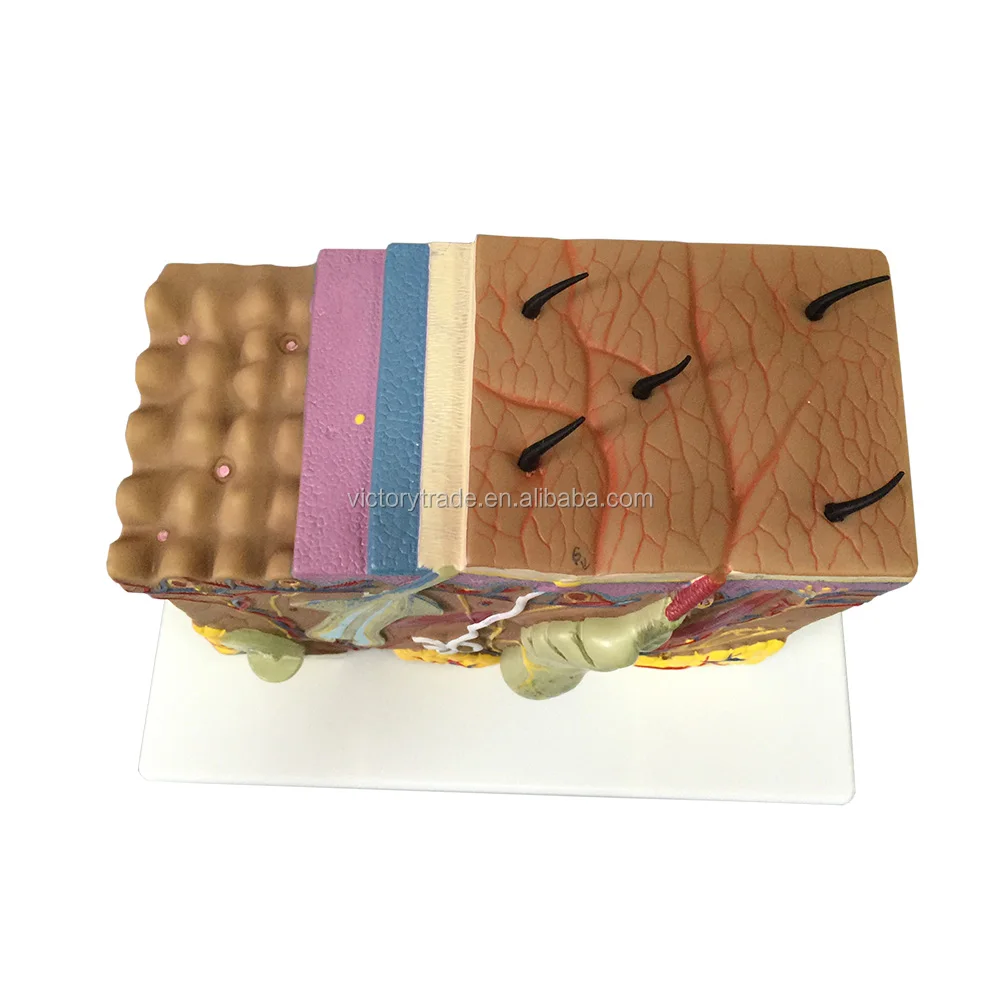 Human skin structure model 