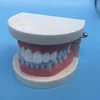 dental orthodontic teeth study model for teaching/typodont