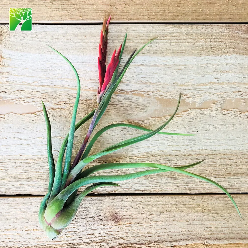 
Hot sale 4-6.5 inch growth height natural air plant octopus plant T.Caput-medusae 