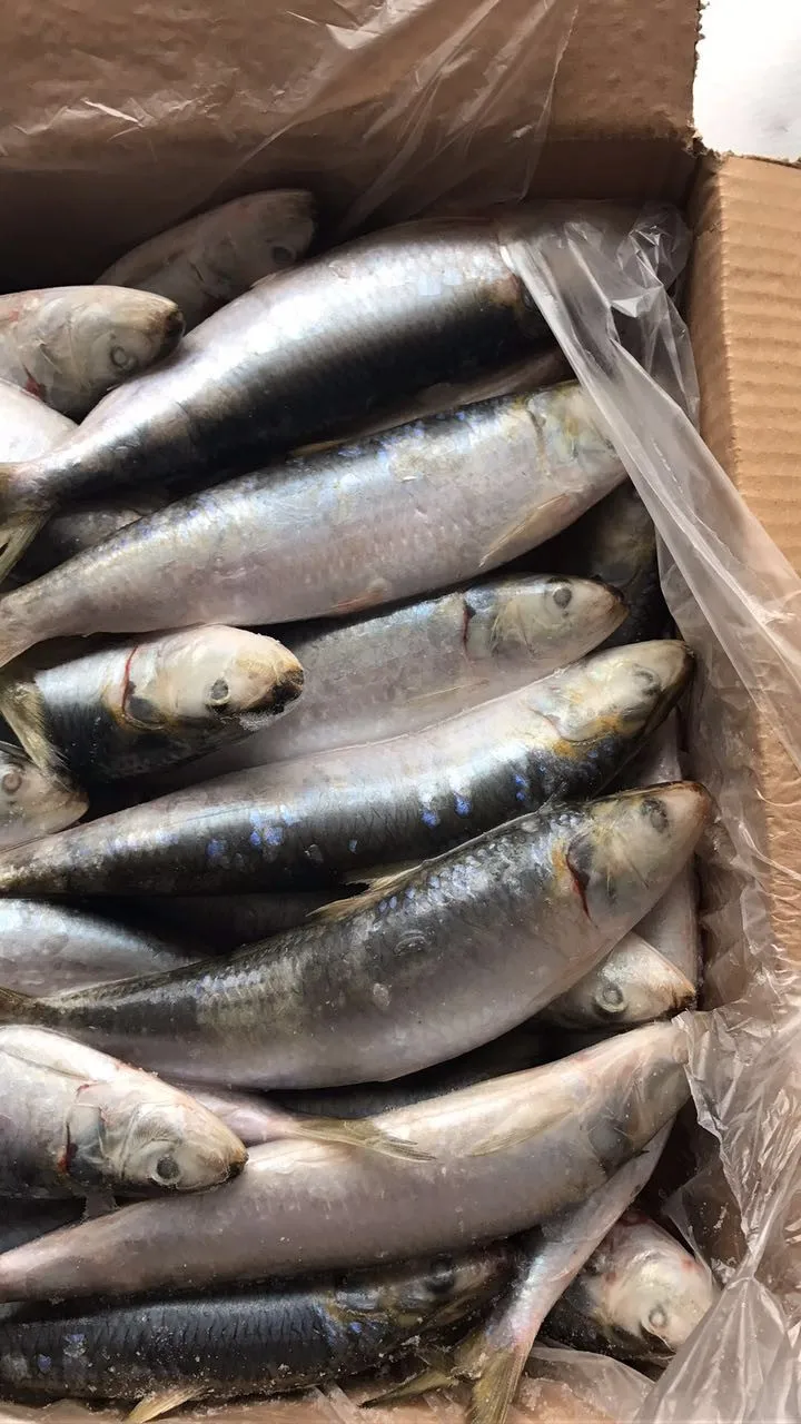 Fresh Frozen Sardines For Bait On Sale Buy Price Frozen Sardine,Dried