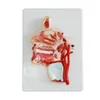 Medical science head model 3D human brain anatomy model with arteries