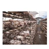Best selling agaricus bisporus growing net mushroom planting net mushroom cultivation nets greenhouse