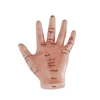 Hand Acupuncture Model