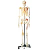 GD/A11102 Human Skeleton Model With One -Side Painted Muscles