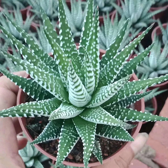 
cheap gardening cactus and succulents or sale 