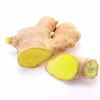 China Shandong Organic low price raw ginger