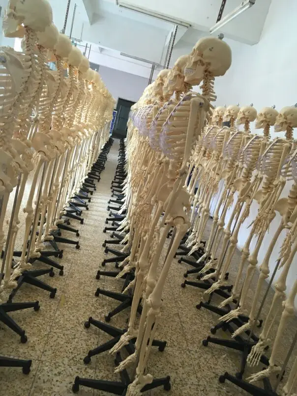 Plastic Human Skeleton Model,3d Human Skeleton Model Buy Human Skeleton Model,3d Skeleton