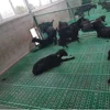 plastic sheep / goat slat floor for goat farming