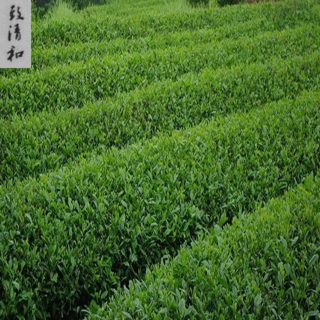 
Organic 1kg Japanese Green Tea Matcha High-grade Health 