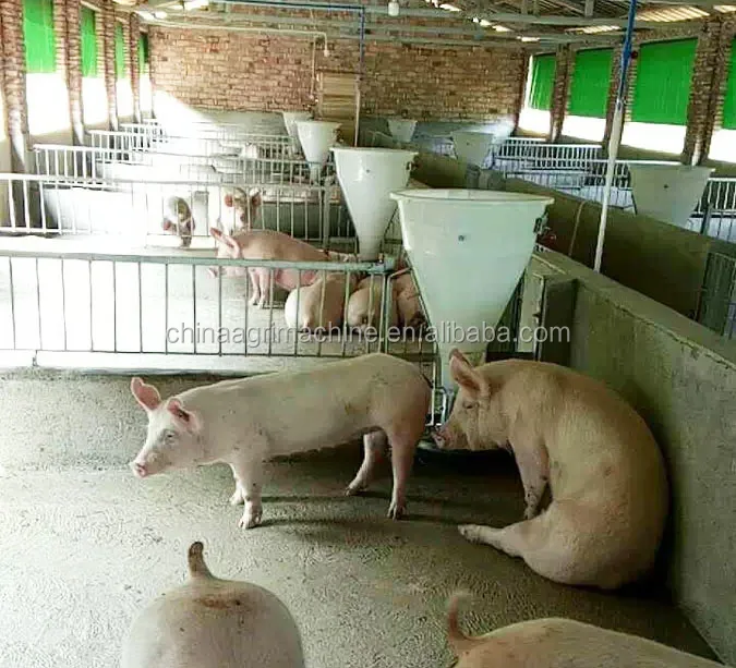 Pig Feed System Automatic Feeder Pig Feed System/pig Feed Drop Feeder