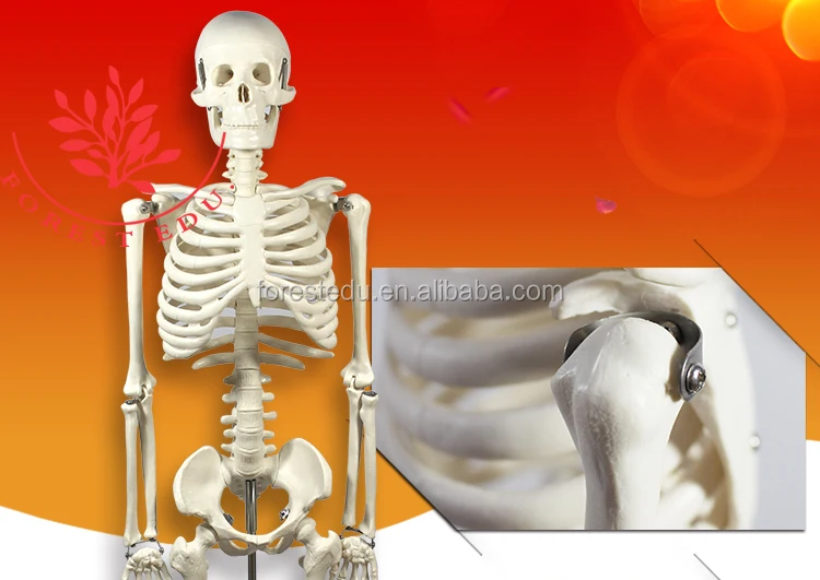 1 Anatomy skeleton.jpg