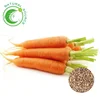 hybrid vegetable seeds growing plant seedlings carrot seed sale online