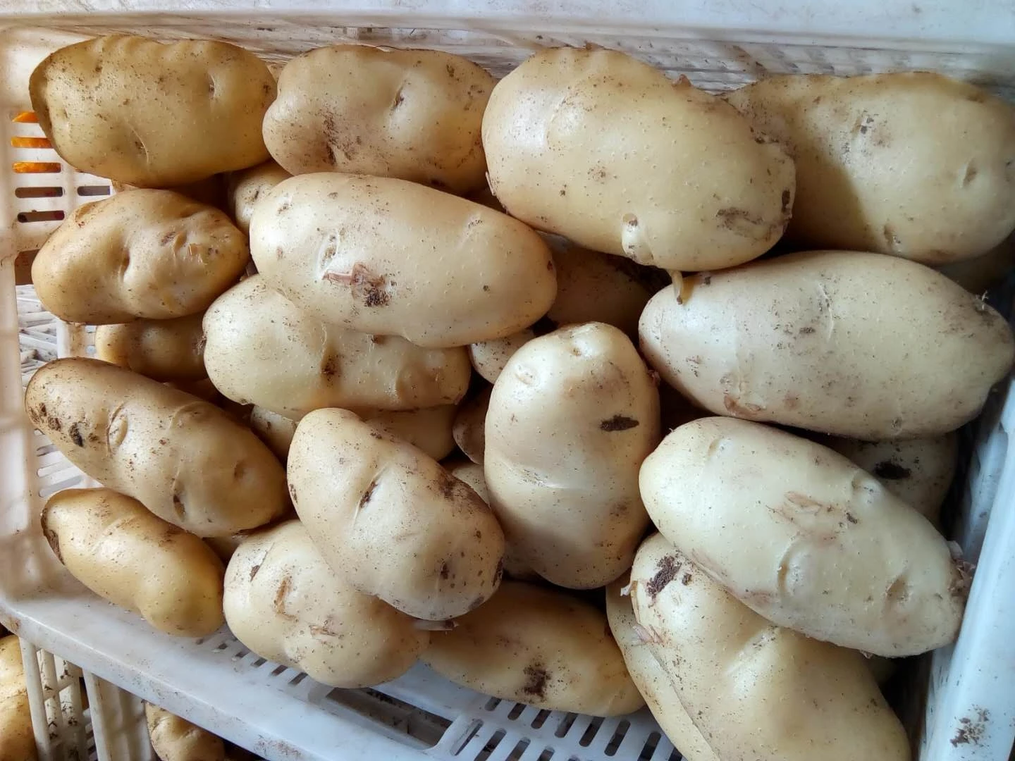 High Quality Potatoes Are Hot Sellers In Autumn 2019,150250g Mesh Bag