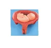 Model of embryonic development in pregnancy