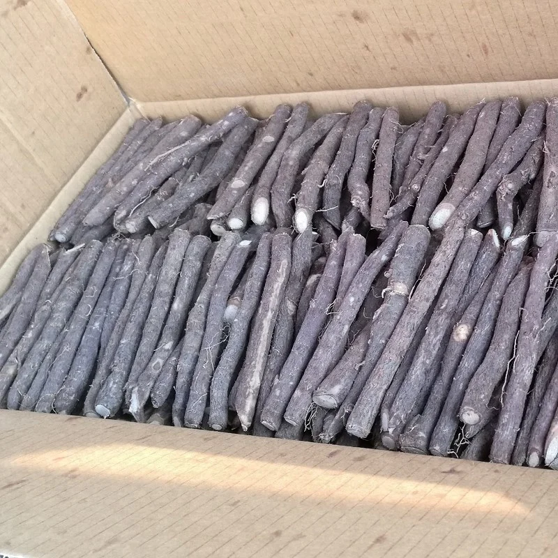 
China hybrid paotong fortunei and tomentosa hybrid royal empress tree paulownia seedling root seeds for planting 