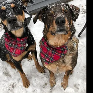 Image of Pet Accessories Custom Wholesale Plaid Dog Scarf Bandana