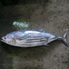 BQF Frozen Whole Round Skipjack Tuna