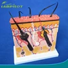 HOT Skin section model, Human Skin structure model,skin model