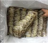 NO.5 dried squid small dry squid for seafood buyer