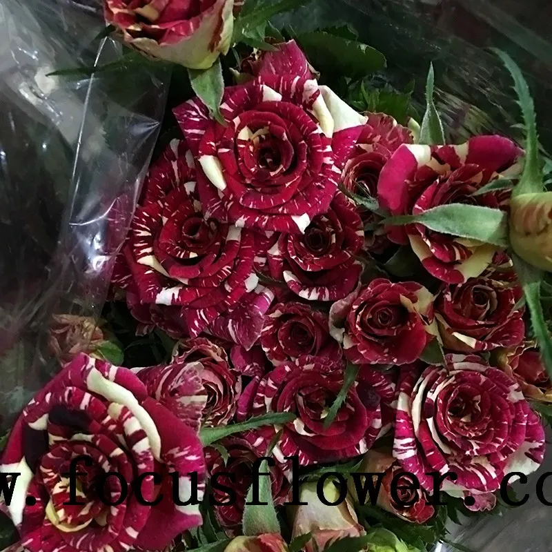 Hot Sale Black Rose Bushes For Sale High Quality Rose Flowers Spray