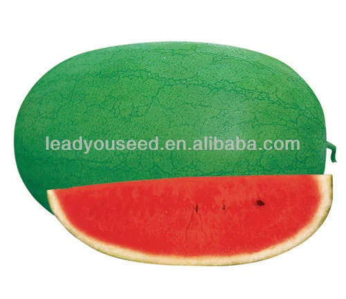 W04 Xinhongbao mid maturity f1 hybrid watermelon seeds, big size watermelon seeds, hybrid watermelon seeds, melon seeds for planting, different type of seeds, lead you seed.jpg