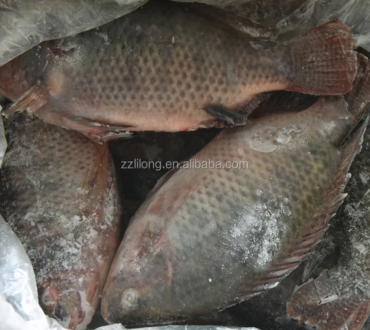 Cheap and Good Quality China Black and Red Tilapia