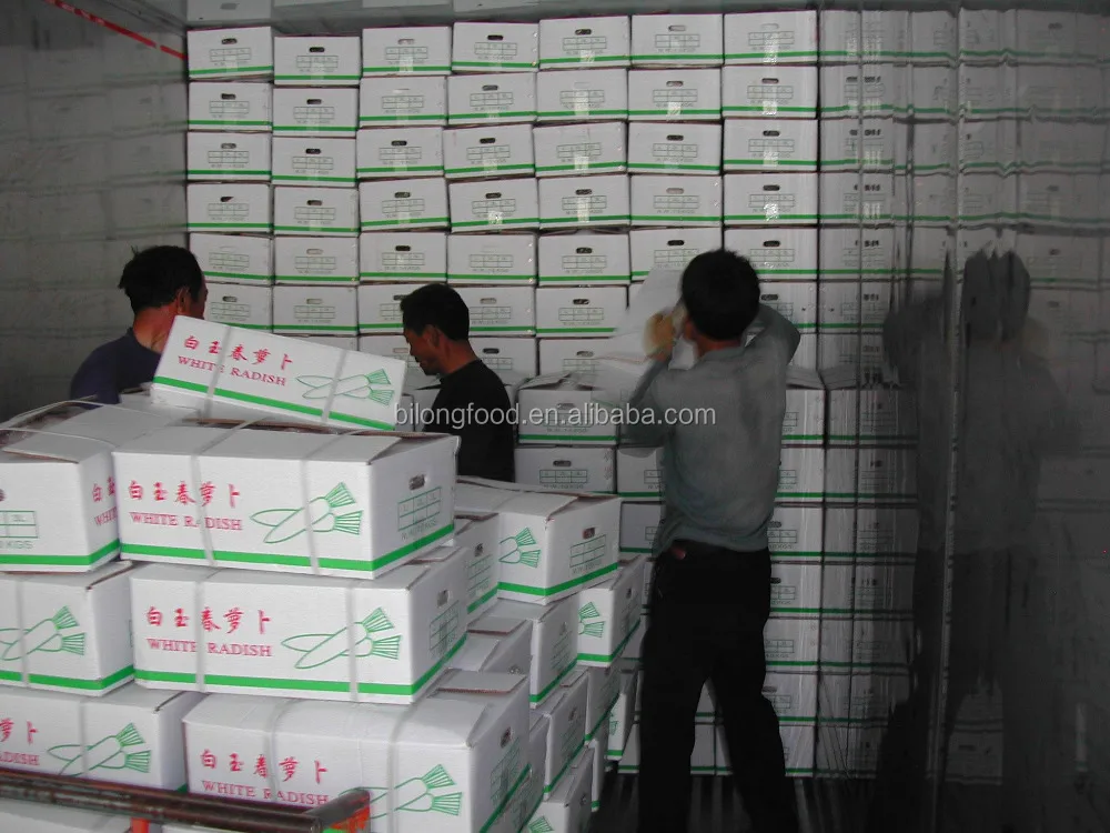 
2019 new crop fresh white raddish 