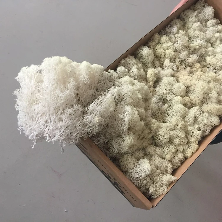 Wholesale Best Quality Kunming Grade A Preserved reindeer moss for Wall Decoration