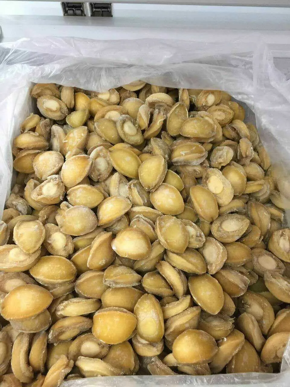 Seco Marisco Abulón Seco Abulón Para Venta Buy Seco Mariscos Seca