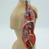 Supreme quality PVC Male Torso Model