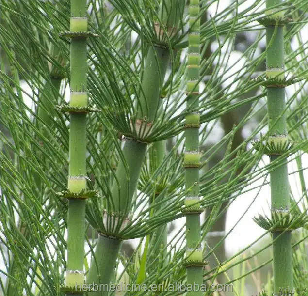 
Dried Horsetail cuts Herba Equiseti Arvensis china raw herb 