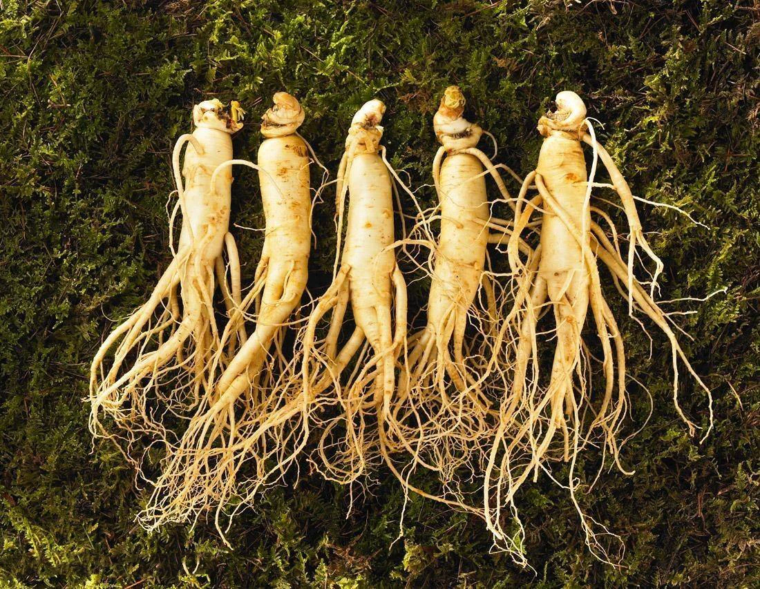 
SQT Red Korean Panax Ginseng Root Extract Ginsenosides 10%~80% uv 