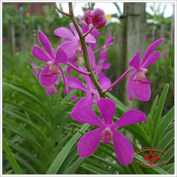 
Mokara Orchids 