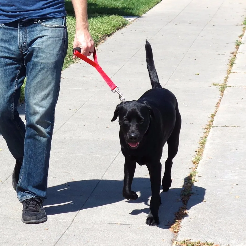short leash training