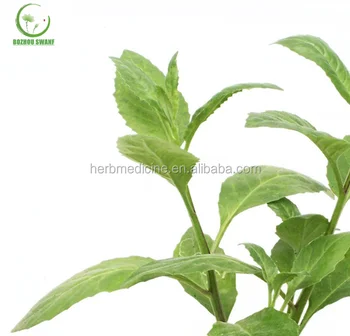  Daun Ngokilo Organic Leaf Of Gynura Divaricata Buy 