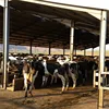 Low Cost and Quick Built Steel Structure Buildings Cow Dairy Cattle House Shed Farm Calf Raising Pens