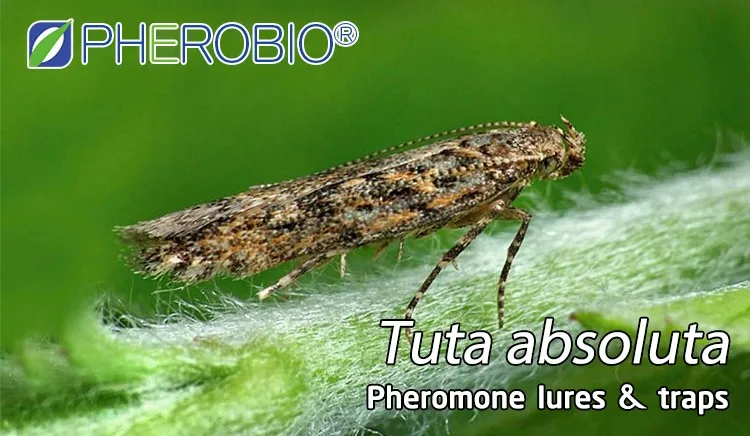 tomato leafminer tuta absoluta insect pheromone lure pheromone