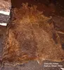 Wet Salted Naitve Steers