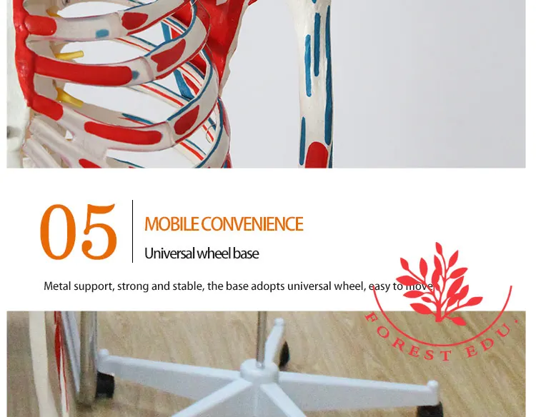 12 Life size skeleton.jpg